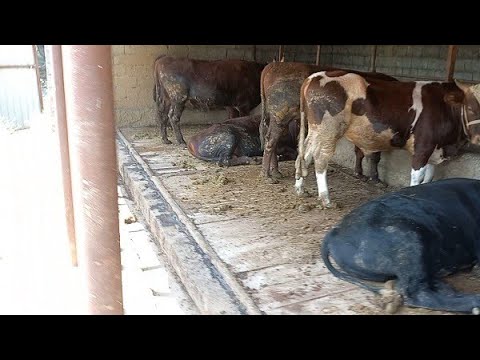 Видео: Бука бордакылау##малбордақылау#откорм#малды суғару