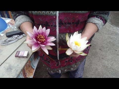Видео: Нимфеи водяные лилии делим и пересаживаем.