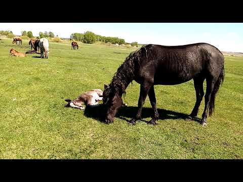 Видео: Лошади на пастбище,и выжеребка кобыл.