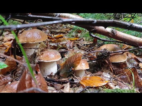 Видео: Вражаюча кількість грибів. Ледве доніс.