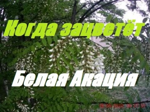 Видео: Когда зацветёт белая акация.Как,когда,где купить пчел к белой акации.Сила семей на Белую акацию