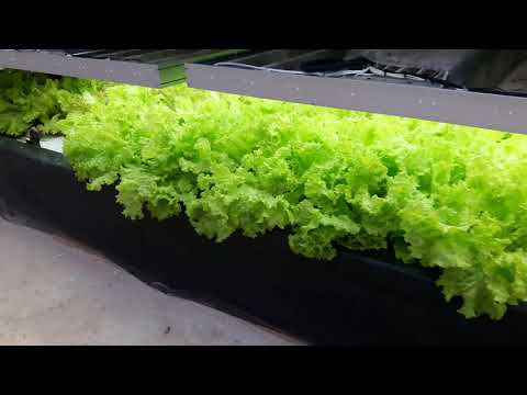 Видео: Самый луший Аквапоника СНГ