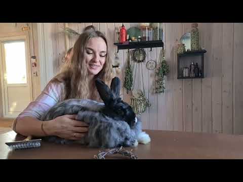 Видео: Лучший питомец для мастера🐰. Ангорский пуховый кролик