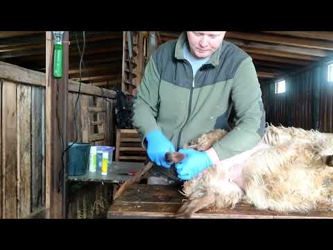 Видео: Весенняя стрижка овец.