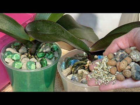 Видео: Эта посадка подходит любой орхидеи! Корни не будут гнить! Листья станут расти!