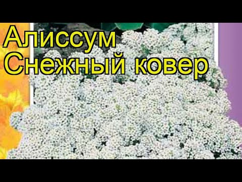 Видео: Алиссум Снежный ковер (Алиссум). Краткий обзор, описание характеристик, где купить, семена