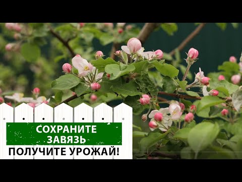 Видео: Почему опадают завязи и как этого избежать? Экспертное мнение профессионала