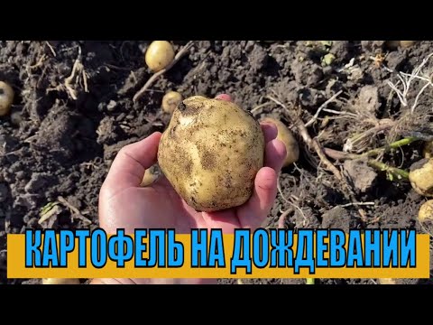 Видео: Картофель - фунгициды/гербициды во время выращивания
