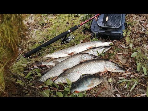 Видео: Спиннинг в октябре. Щука на джиг с берега. Ловля щуки в октябре на джиг. Рыбалка на спиннинг.