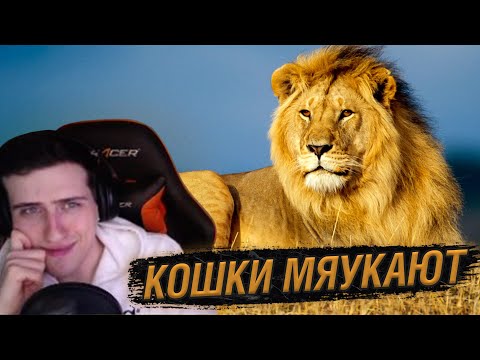 Видео: Hellyeahplay смотрит: Как мяукают большие кошки