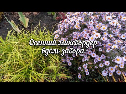 Видео: Угловой миксбордер вдоль забора в октябре