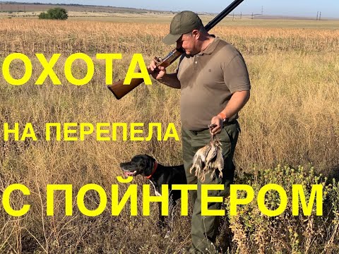 Видео: Охота с пойнтером на перепела * Quail hunting with a pointer