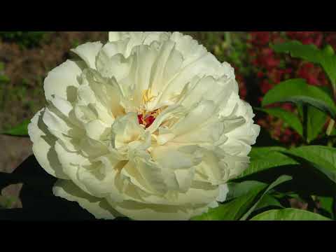 Видео: Как поделить неделимый куст пиона и посадить так, чтобы пион цвел!
