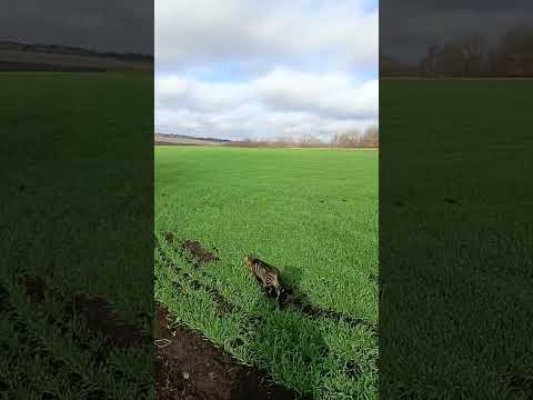 Видео: ИЩЕМ БОССИКА😺😥🙏ЦЕЛЫЕ СУТКИ И НЕ МОЖЕМ НАЙТИ. МИЛЫЙ КОТИК, ВОЗВРАЩАЙСЯ 🐱 ❤️💋🙏😥!!!