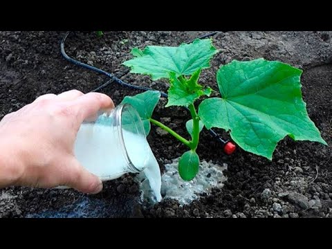 Видео: Первая Очень Важная Подкормка Огурцов! Огурцы пойдут в рост и дадут большой урожай!