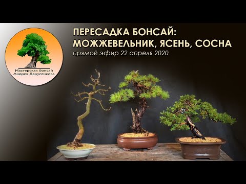 Видео: Пересадка бонсай можжевельника, ясеня и сосны