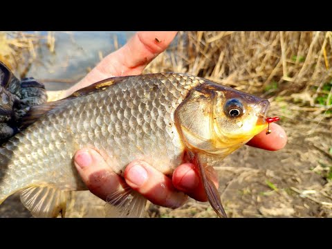 Видео: Мормышинг.Караси проснулись.25 марта.