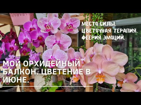 Видео: Буйство цветущий орхидей на балконе. Обзор цветения в июне.