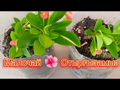 Видео: Малочай гүлін отырғызу 🌿 Еш қыиындықсыз,🌿