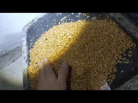 Видео: Бидай өндіруге қысқаша,  тез шолу. 👍😎