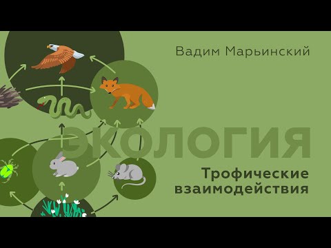 Видео: Кто кого ест и при чем тут снежный человек? Экология: Трофические взаимодействия. Естествознание 7.2