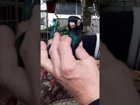 Видео: Голуби сочи 89183086224 турман