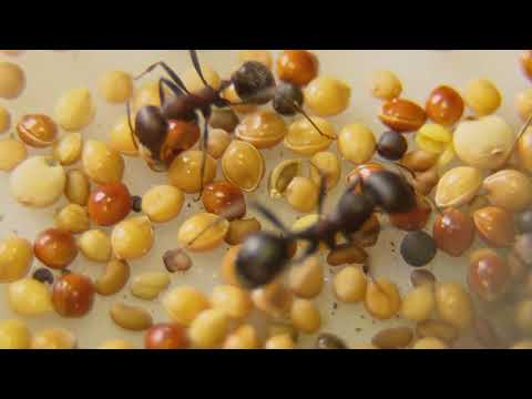 Видео: Маленькая Цивилизация