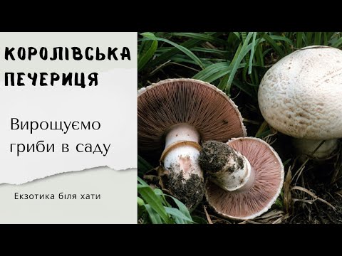 Видео: ГРИБІВ БІЛЯ ХАТИ БУДЕ МОРЕ! ЯК ВИРОСТИТИ ПЕЧЕРИЦІ НА ДАЧІ? САДЖАЄМО ГРИБИ В САДУ.