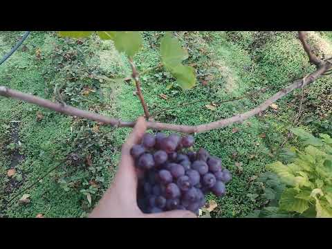 Видео: Виноград обрізка, догляд