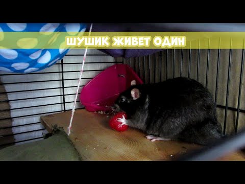 Видео: МОЖЕТ ЛИ КРЫСА ЖИТЬ ОДНА? || Почему я не хочу покупать еще крыс