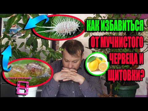 Видео: КАК БОРОТЬСЯ СО ЩИТОВКОЙ И МУЧНИСТЫМ ЧЕРВЕЦОМ НА КОМНАТНЫХ РАСТЕНИЯХ? ЭКЗОТИКА НА ПОДОКОННИКЕ 22-10