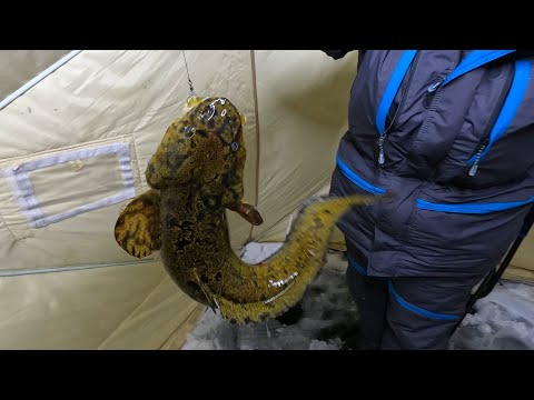 Видео: ЗИМНЯЯ НОЧНАЯ РЫБАЛКА В ПАЛАТКЕ / WINTER NIGHT FISHING IN A TENT