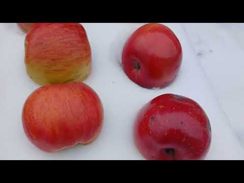 Видео: Клони фуджі.  Солодкі, смачні яблука.