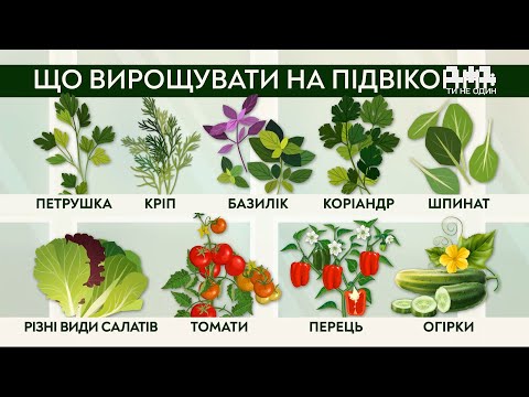 Видео: Выращиваем овощи на подоконнике вместе с Антониной Лесик
