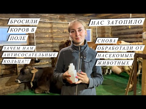 Видео: Как мы утонули в навозе?! Сделали УЗИ, осемененили и снова уборка!