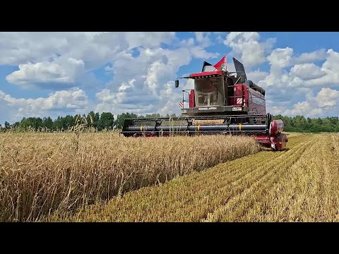 Видео: Первый выезд на уборку озимого ячменя 2025 (#1 рабочий день)
