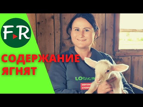 Видео: Племенные ягнята на ферме Покров. Содержание ягнят. Романовская и ост-фризская порода овец