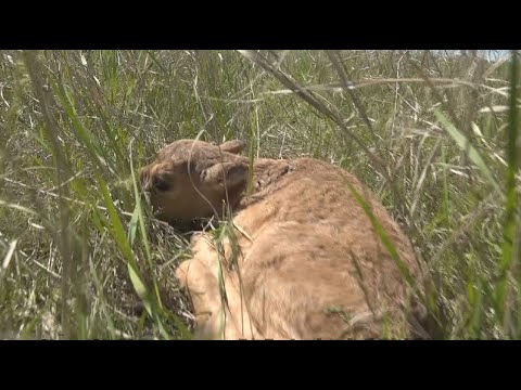 Видео: Құралайдың салқыны. Батыс Қазақстан облысында киік төлдеп жатыр