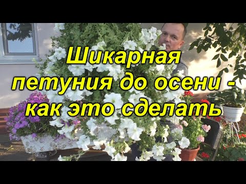 Видео: Главная ошибка при выращивании ампельной петунии (не повторите её)