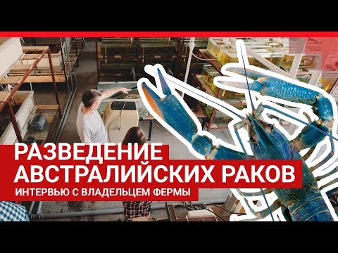 Видео: Бизнес на раках | 72.RU