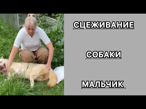 Видео: Сцеживание и уход за кобелем. Собака инвалид. #кошки #домашниеживотные #собаки