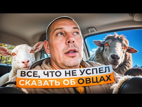 Видео: Покупка романовской породы овец...НЕДОСКАЗАННОЕ🐑📚 "Мое Подворье"