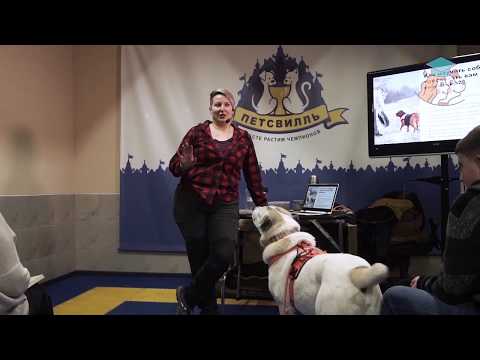 Видео: Как гладить, хвалить и учить собаку? Ответы на популярные вопросы