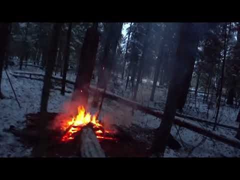 Видео: ОХОТА на ЗАЙЦА с РУССКОЙ ГОНЧЕЙ 25 11 23.Чуть не сбил.