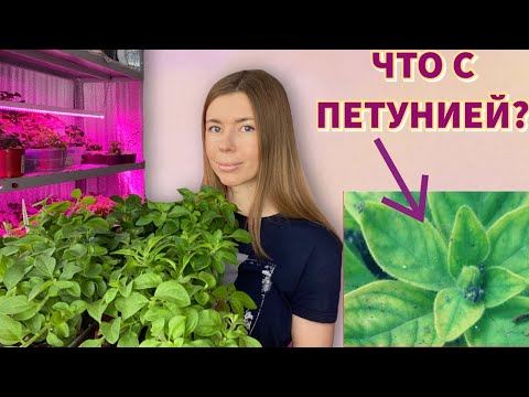 Видео: ШПАРГАЛКА ПО ВЫРАЩИВАНИЮ РАССАДЫ ПЕТУНИИ. Хлороз, болезни, вредители, подкормки