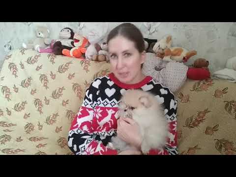 Видео: Как узнать будущий вес щенка шпица ?