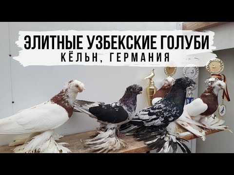 Видео: Узбекские двухчубые голуби Игоря Тейхриба из г. Кёльн, Германия. Usbekischen Tauben von I.Teichrieb