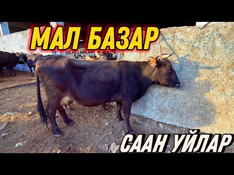 Видео: СААН УЙЛАР КУНАЖЫН УРГААЧЫ ТОРПОК БААЛАРЫ 🤯 #байтв 