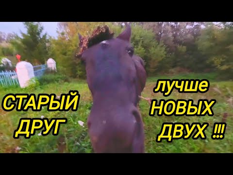 Видео: КУПИЛИ ДОМ В ДЕРЕВНЕ | Старый друг лучше новых двух | Дом в деревне | Семья в селе 