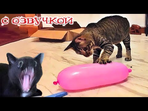 Видео: ПРИКОЛЫ С КОТАМИ! с озвучкой! Смешное видео с котами и собаками! Смешные животные!